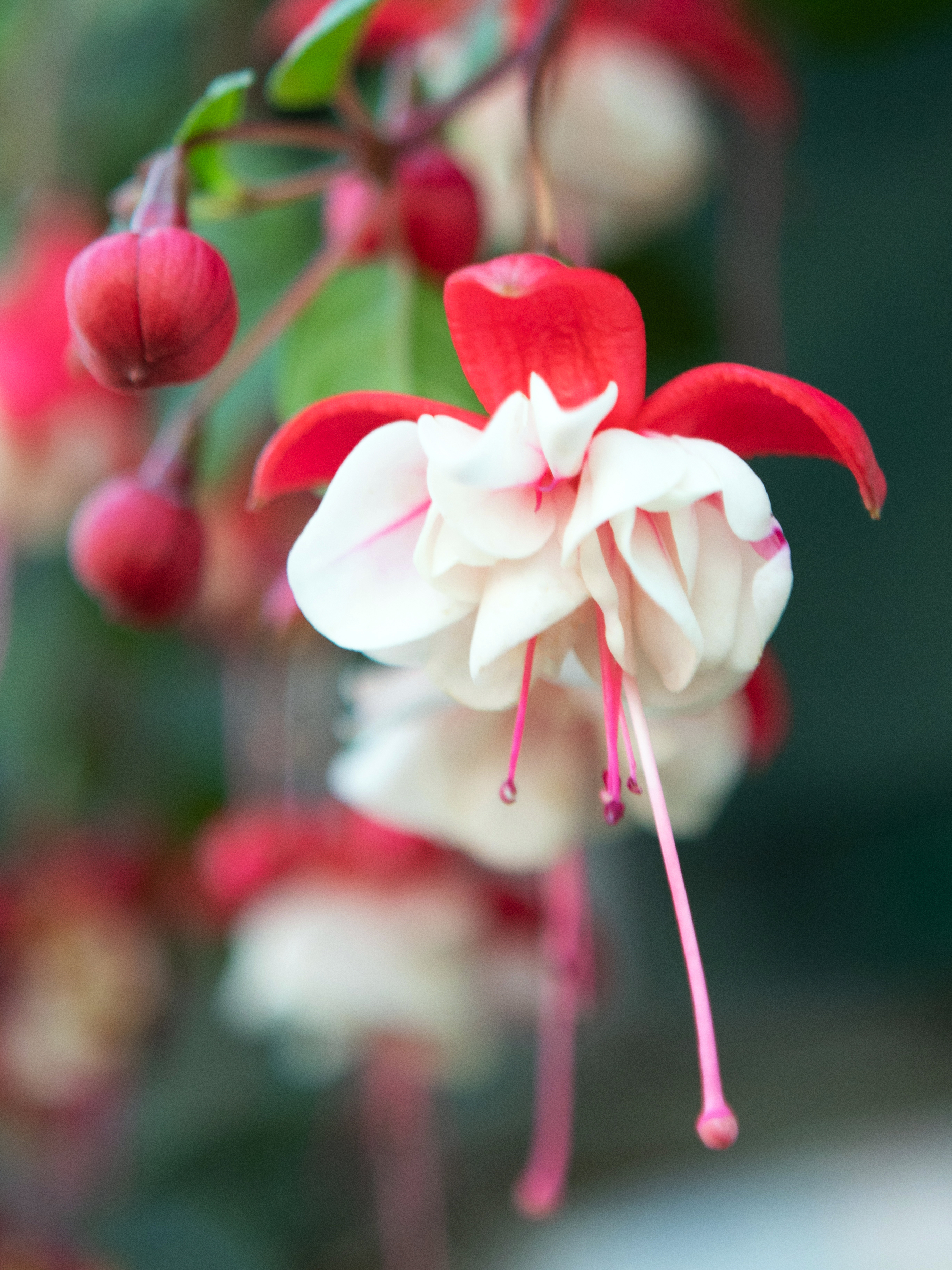 Fuchsia Sir Matt Busby